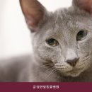 운정한빛동물병원 | 파주동물병원 운정한빛동물병원 진료비와 검사 항목 확인 정보