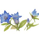 풀(POOLE) 이미지