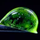 Pacific BUBBLES 이미지