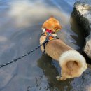 Pet stay 1455 C | 강아지랑 뉴욕 여행하기 (공원, 호텔, 강아지 동반 식당, 우버펫)