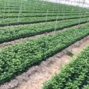 상조농장 이미지