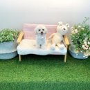 몽톡 이미지