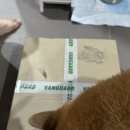 176 | 뱅가드 아디다스콜라보 주짓수 도복 A2L 후기(176cm 92kg)