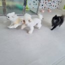 슬기로운 댕댕 유치원 이미지