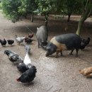 소매농장 이미지