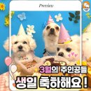 쉐이크테일 강아지 애견 유치원 호텔 미용 | [ 평택 애견유치원/ 평택애견호텔 ] 쉐이크테일 3월 댕댕 생일파티 &amp; 수제간식 데이 ❄️🎉