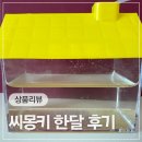 살아 움직이는 바다 새우! 다이소 씨몽키 한달 키운 솔직 후기