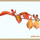 안개로가로수 이미지