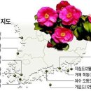 대한민국! 동백 꽃~ 이미지