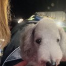 멍멍데잇 이미지