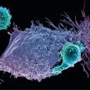 유전자가위로 면역세포 편집, 암 진행 멈췄다 이미지