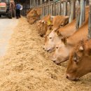 조산농장 | “분만 전인데 왜 벌써 나오지?”