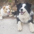 고니농장 이미지