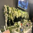 아라놀라