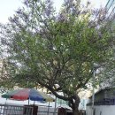 지동 경로당 | 수원엔 오래된 라일락 나무들이 숨어있다(하)