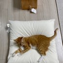 몽하샵 네이버블로그