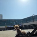 수다펫 | 일산 킨텍스 펫페어 펫쇼코리아 후기