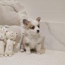 버디독 강아지분양 안심분양센터 서울 영등포점 이미지