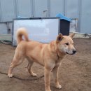 정우켄넬 이미지