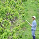 박미향 농장 이미지