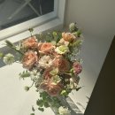 플레타플레르 이미지