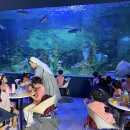 🍂 가을 소풍(대전 엑스포 아쿠아리움) 🍂 이미지