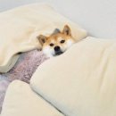 짐 오늘 이미지