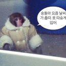 폼폼스 네이버블로그