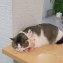 스카이캣명동2호점 | 귀여운 고양이들 가득 스카이캣카페 명동