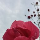 팰릭스