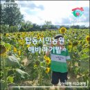 탑동농장 | 아이랑 꽃구경, 수원 탑동시민농장 해바라기 명소, 연꽃 명소 (주차 &amp; 해바라기 개화시기)