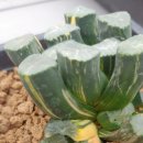 만상농장 이미지