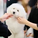 해피그루밍 이미지