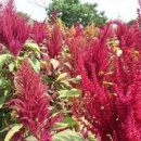 아마란스 이미지