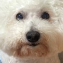 메디컬우리약국 | 강아지 면역력 챙기기 | 이뮨 부스터 | 다감약국
