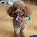 펫살롱 꽃단장 이미지