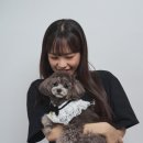 펫시즌 이미지