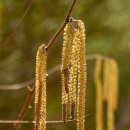 오리나무 이미지