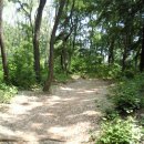 고목나무 이미지