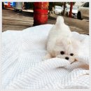 아이러브독 강아지 부천점 | 부천 강아지분양, 믿고 방문한 아이러브독 강아지분양 부천점 후기:)