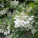 주렁주렁 흰색꽃이 이쁜 고추나무 대품 두주 ㅡ 떨이판매 이미지