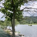 꼼지락 강아지 이미지