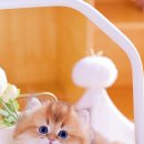 호펫 강아지 고양이 성신여대본점 이미지