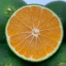 중귤농장 이미지