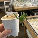 오두농장 이미지