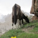 K2 가는 길 - 8일 : 우르두카스의 휴일(고소적응 일) 이미지