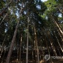 성주산자연휴양림 이미지