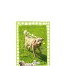 지에스펫 | 250425 부산 케이펫페어 후기