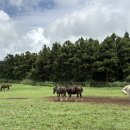 영재목장 이미지