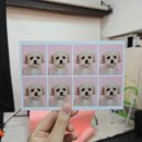 댕댕이뽀샵 이미지